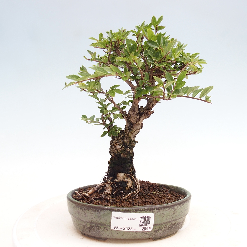 Bonsai da esterno - Zelkova - Zelkova NIRE