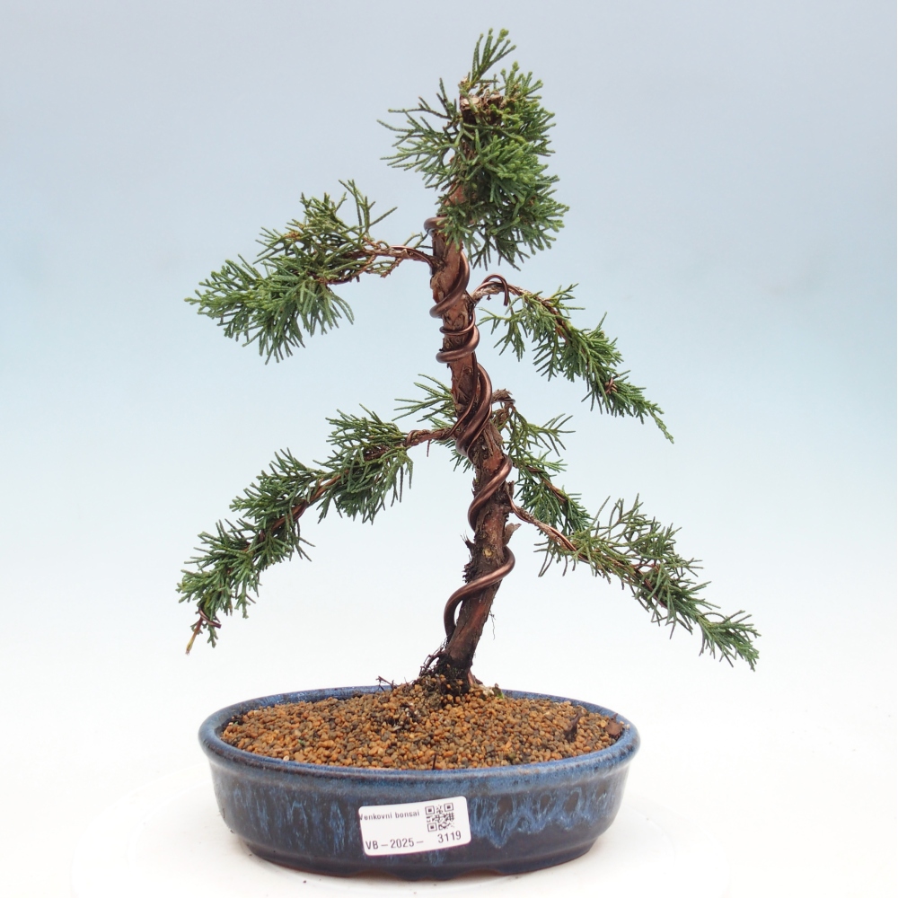 Bonsai da esterno - Juniperus chinensis Kishu