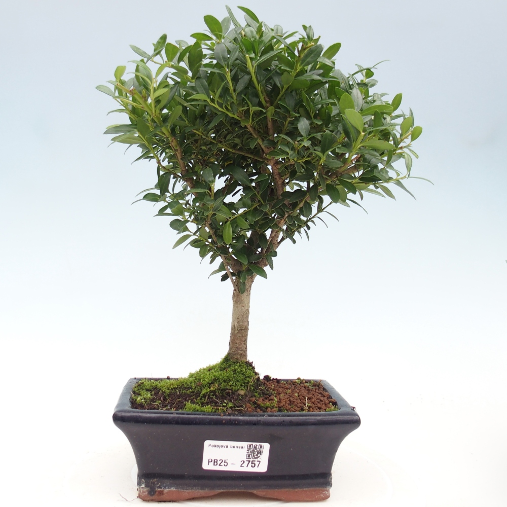 Camera bonsai - Ilex crenata - Agrifoglio