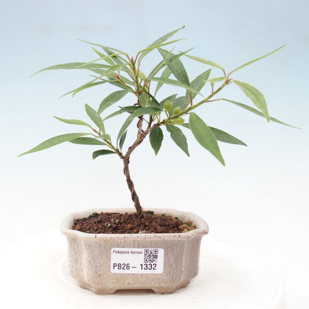 Camera bonsai - Ficus nerifolia - ficus a foglie piccole