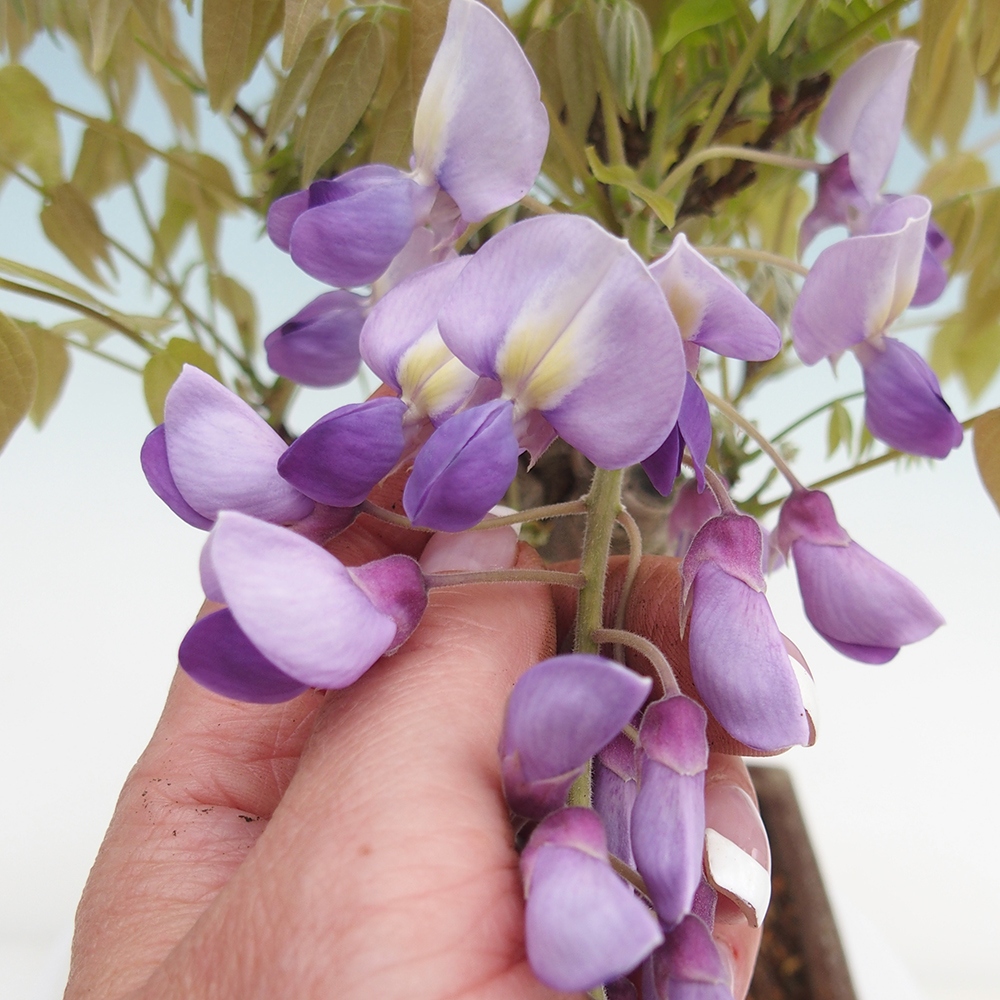 Bonsai da esterno - Glicine floribunda