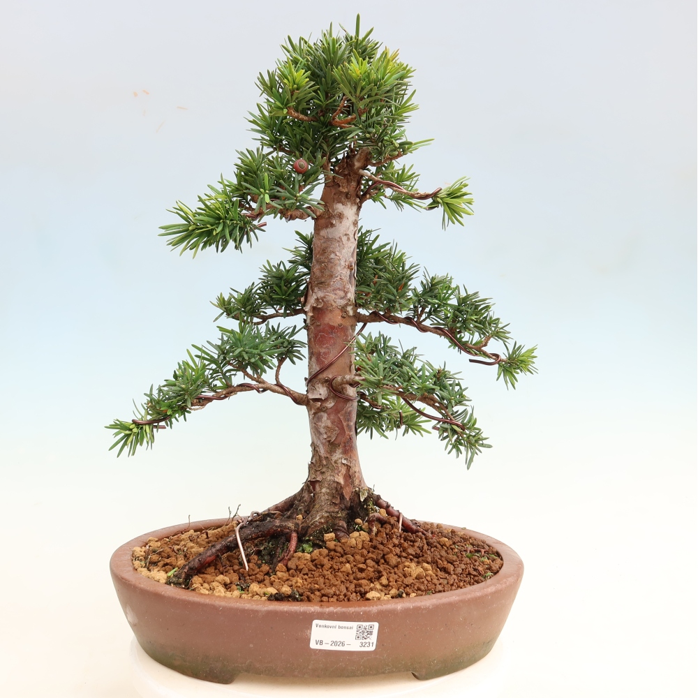 Bonsai da esterno - Taxus cuspidata - Tasso giapponese