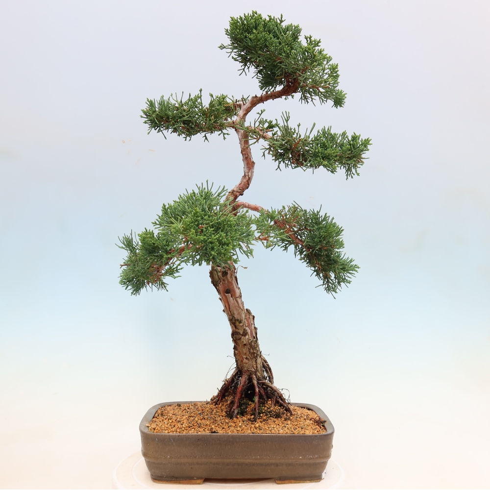 Bonsai da esterno - Juniperus chinensis Kishu