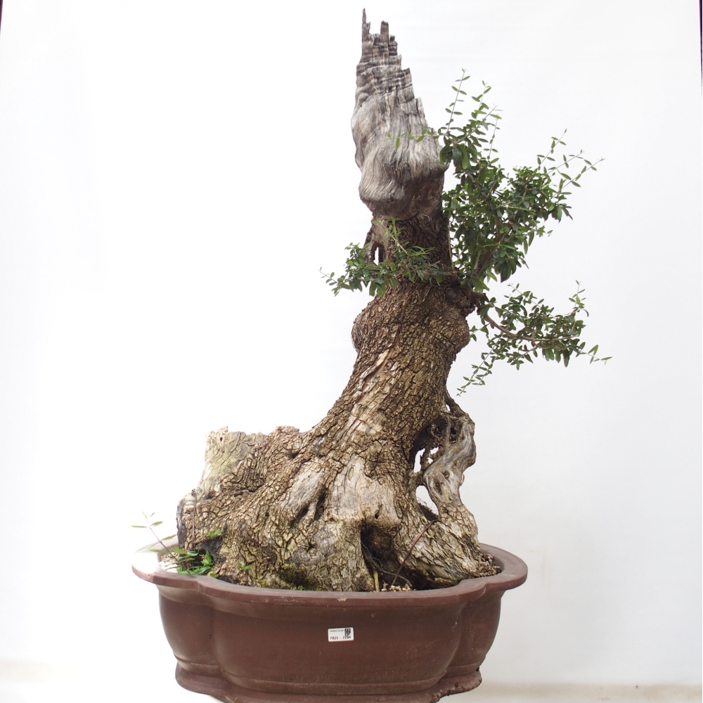 Bonsai da interno - Olea europaea sylvestris