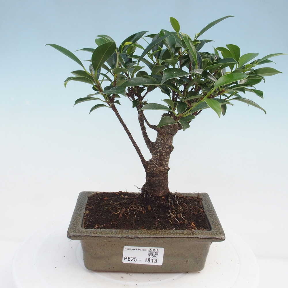 Camera bonsai - Ficus retusa - ficus a foglie piccole