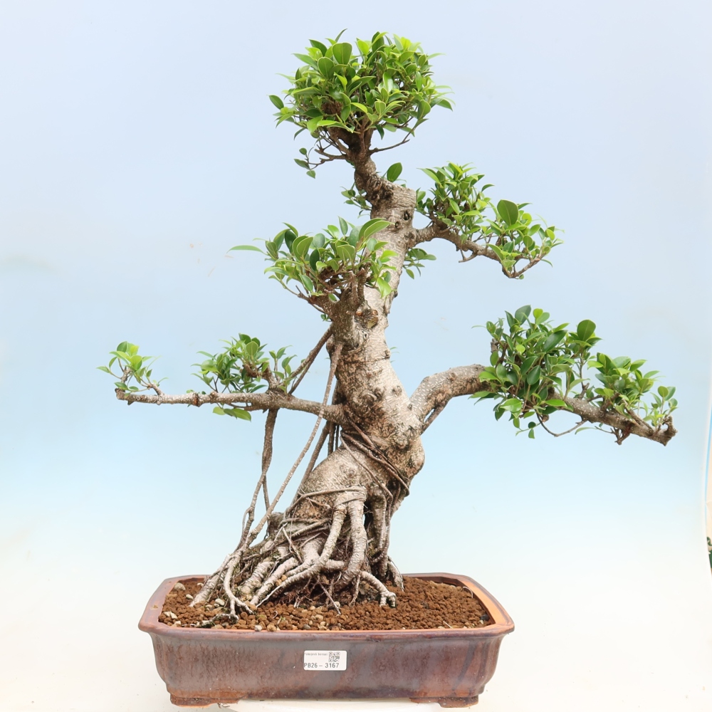 Camera bonsai - Ficus kimmen - ficus a foglie piccole
