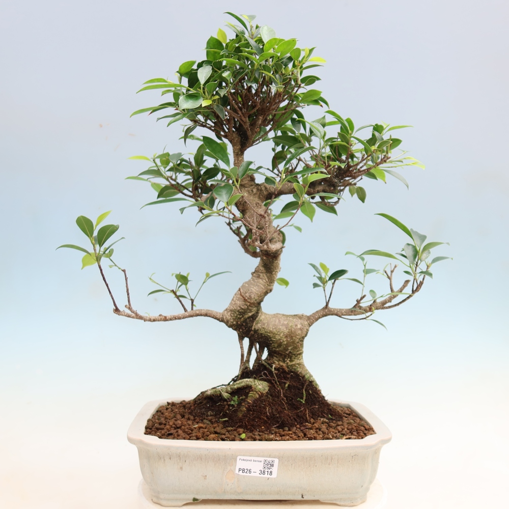 Camera bonsai - Ficus kimmen - ficus a foglie piccole