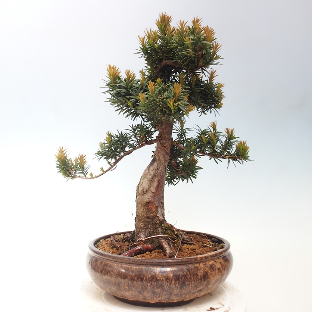Bonsai da esterno - Taxus cuspidata - Tasso giapponese