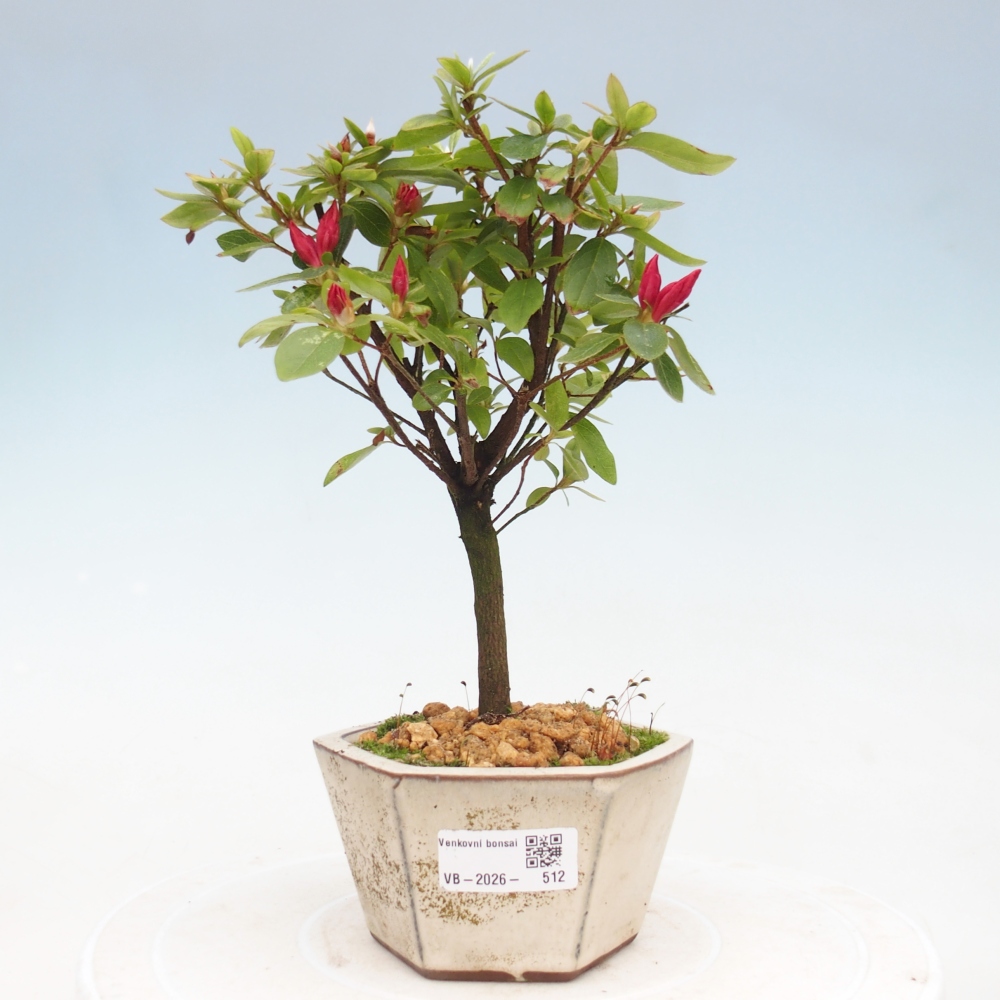 Bonsai da esterno - Azalea giapponese - Azalea sp.