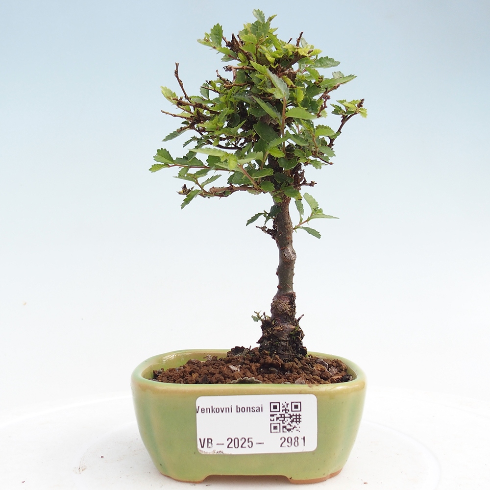 Bonsai da esterno - Ulmus parvifolia Sagei - Olmo a foglie piccole