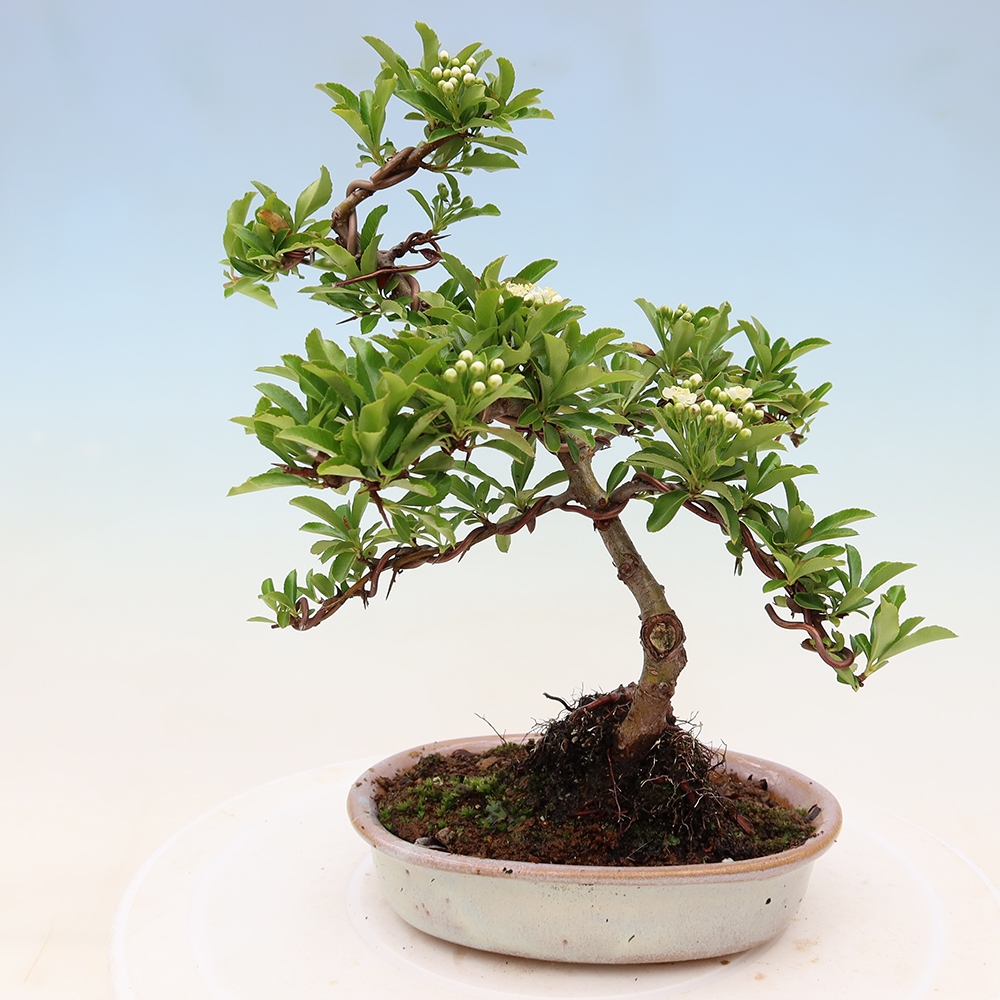 Bonsai da esterno - Pyracantha teton - Pyracantha scarlatta