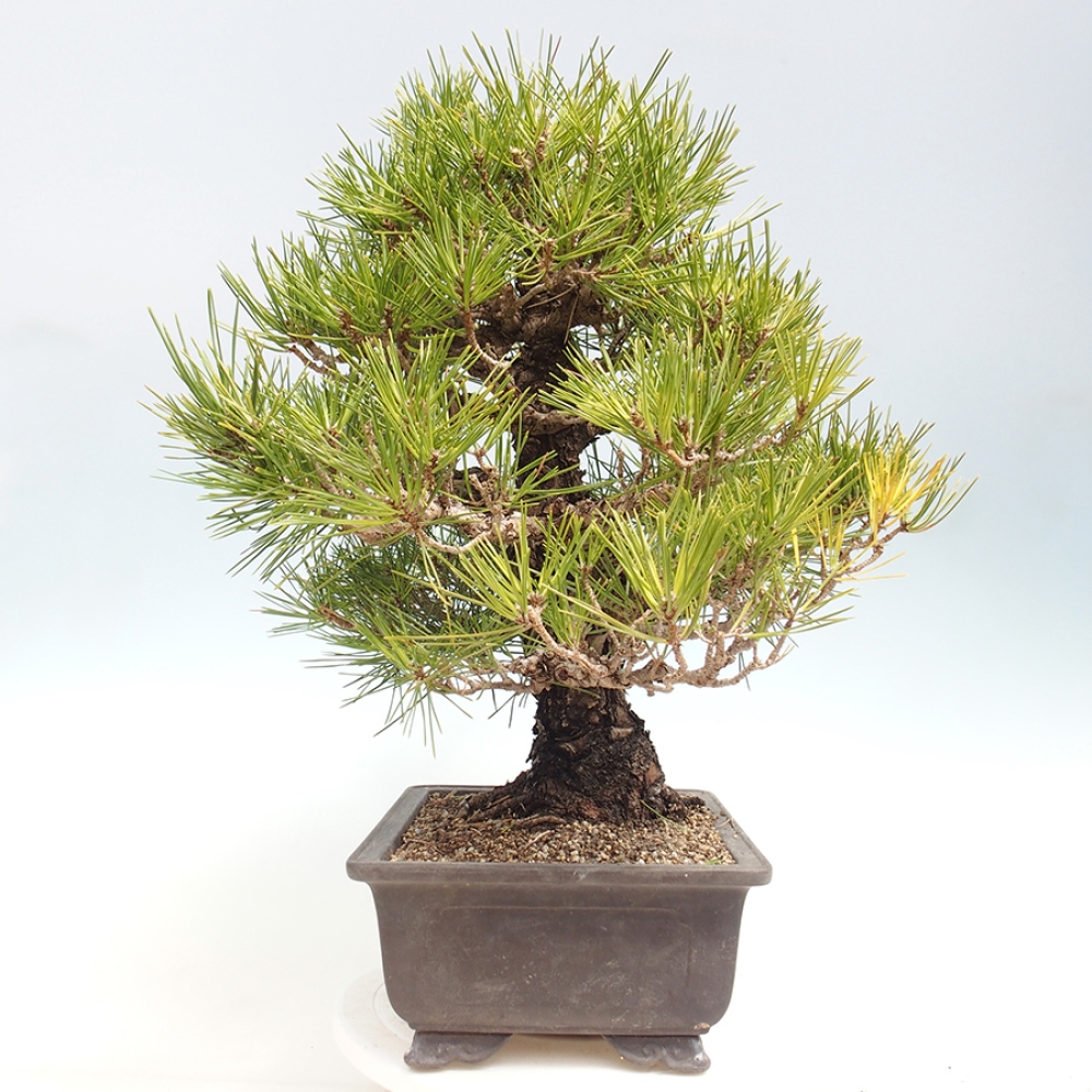Bonsai da esterno - Pinus thunbergii - Pino di Thunberg