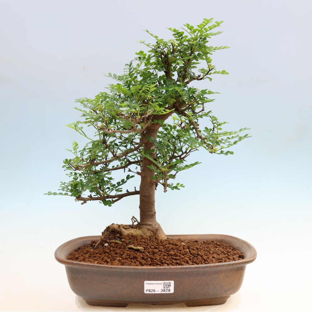Camera bonsai - Zantoxylum piperitum - albero del pepe