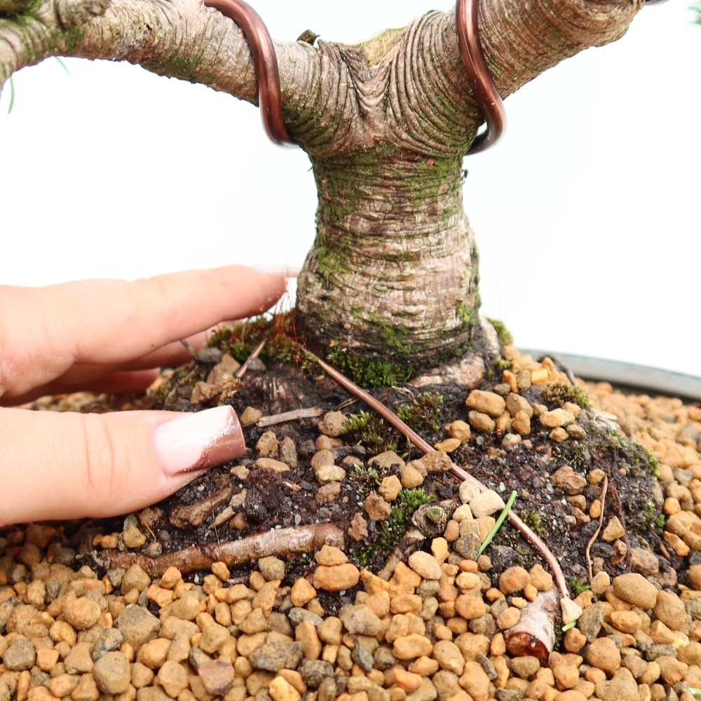 Bonsai da esterno - Pinus mugo Humpy  - Pino mugo