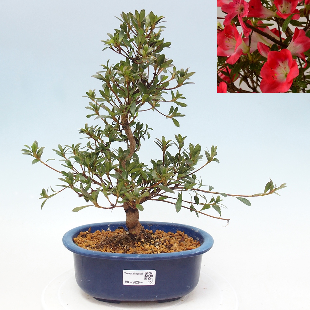Bonsai da esterno - Azalea giapponese - Azalea Beniko