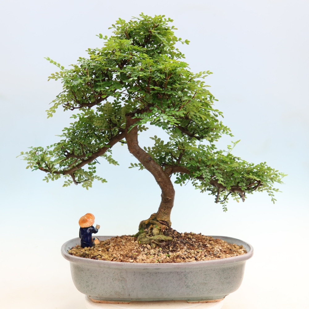 Camera bonsai - Zantoxylum piperitum - albero del pepe