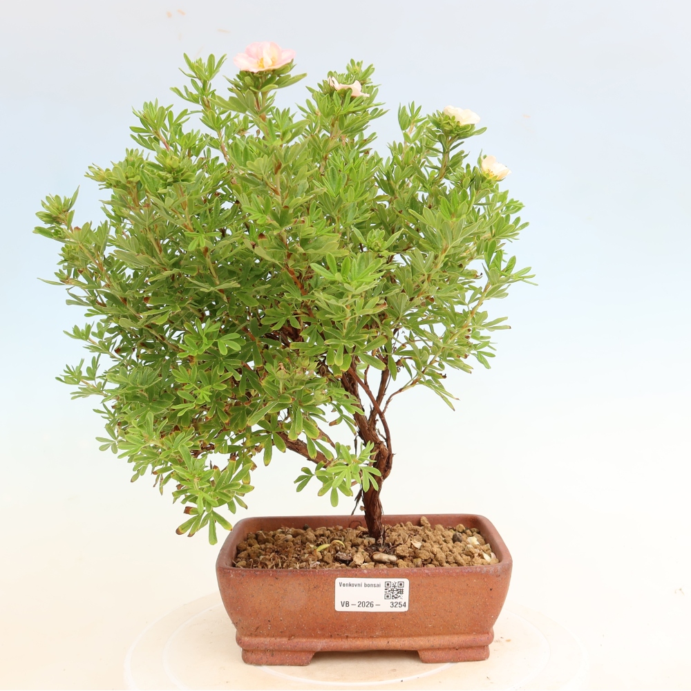 Bonsai da esterno - Potentilla fruticosa - Potentila fruticosa Bellissima