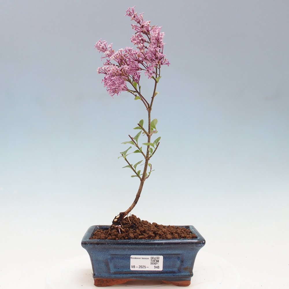 Bonsai da esterno - Syringa Meyeri Palibin - Lillà di Meyer