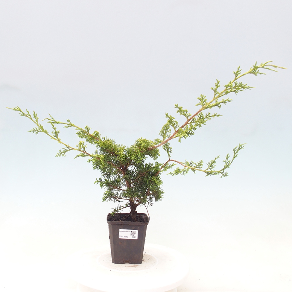 Bonsai da esterno - Juniperus chinensis Itoigawa