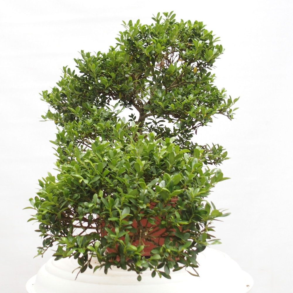 Camera bonsai - Ilex crenata - Agrifoglio