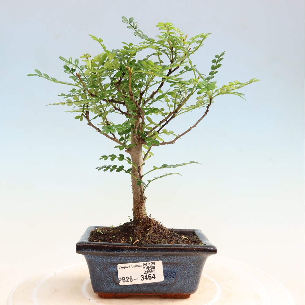 Camera bonsai - Zantoxylum piperitum - albero del pepe