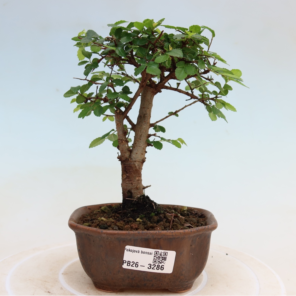 Camera bonsai - Ulmus parvifolia - Olmo a foglie piccole