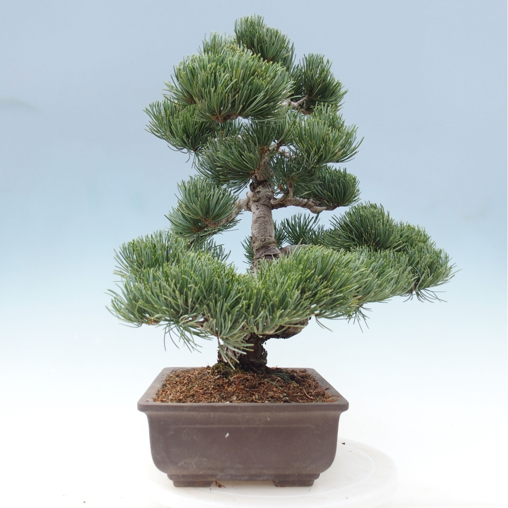 Bonsai da esterno - Pinus parviflora - Pinus parviflora
