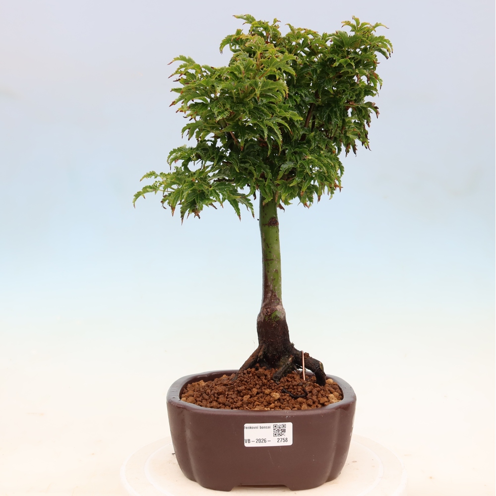 Bonsai da esterno -Palma di Giava Acer palmatum Shishigashira