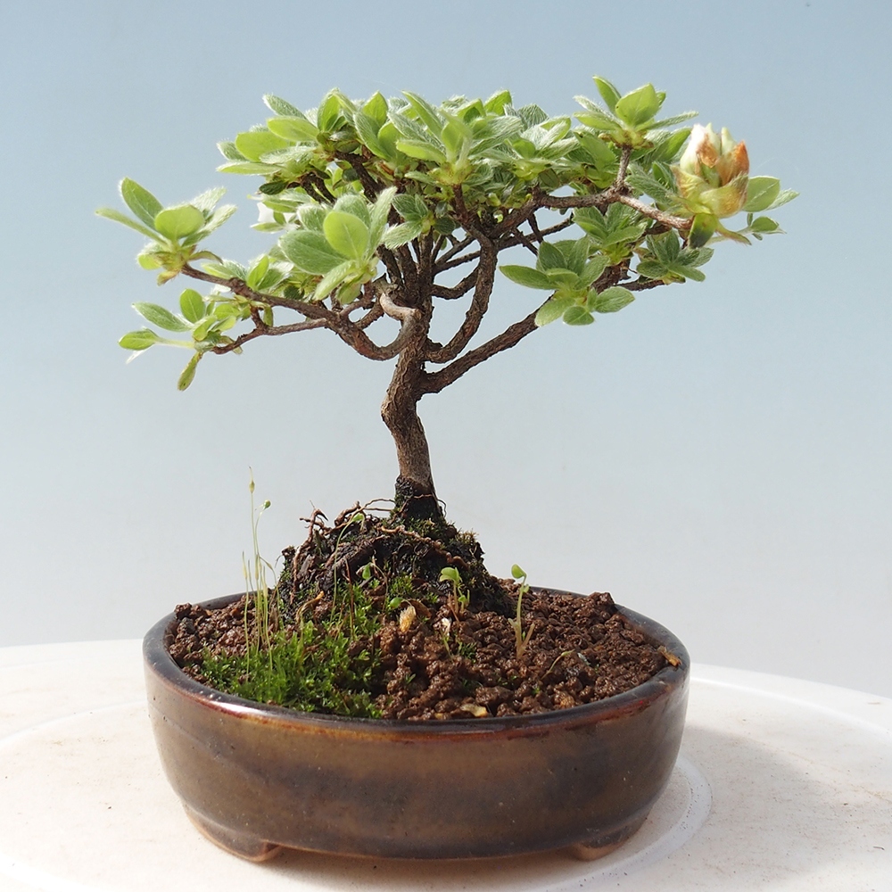 Bonsai da esterno - Rhododendron indicum - Azalea giapponese