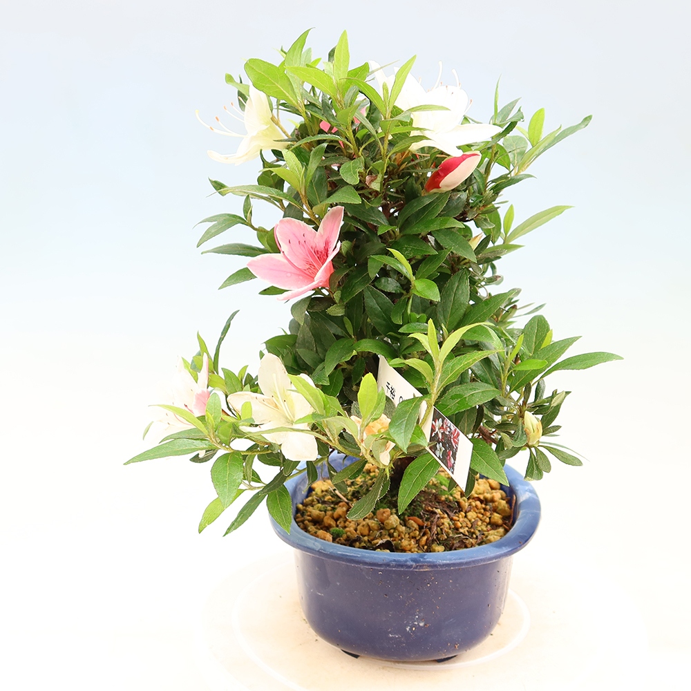 Bonsai da esterno - Azalea giapponese - Azalea CHIHIRO