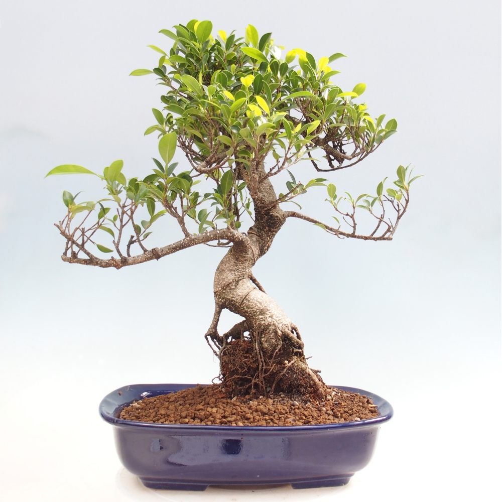 Camera bonsai - Ficus kimmen - ficus a foglie piccole