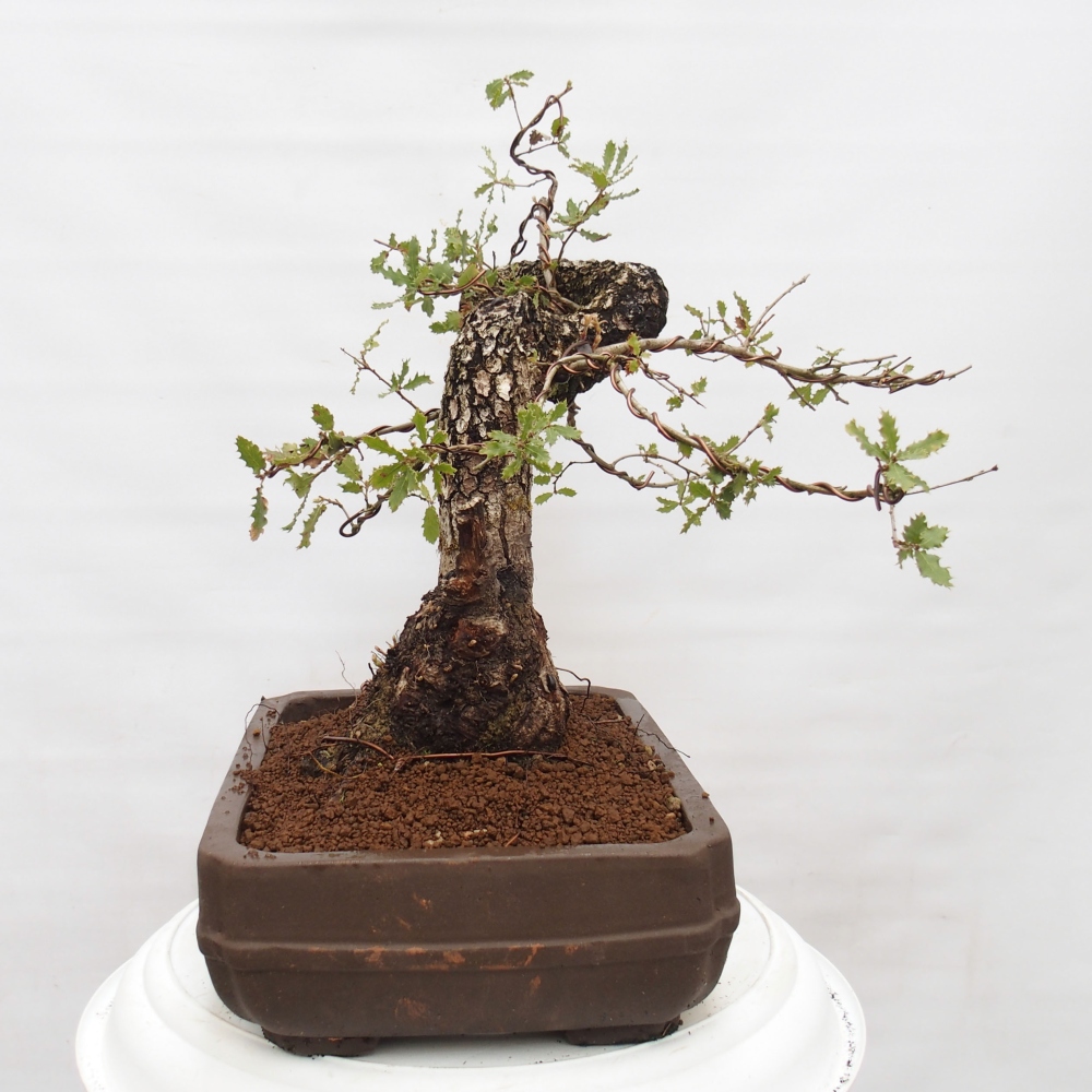 Yamadori - Quercus Ilex - Agrifoglio di quercia