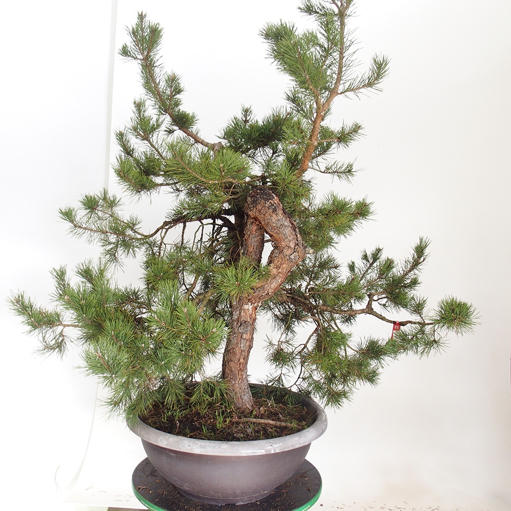 Yamadori - Pinus sylvestris Spagna