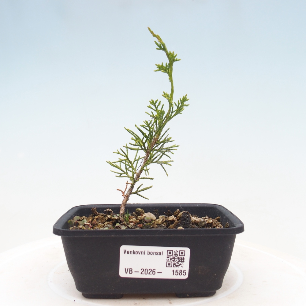 Bonsai da esterno - Juniperus chinensis Itoigawa