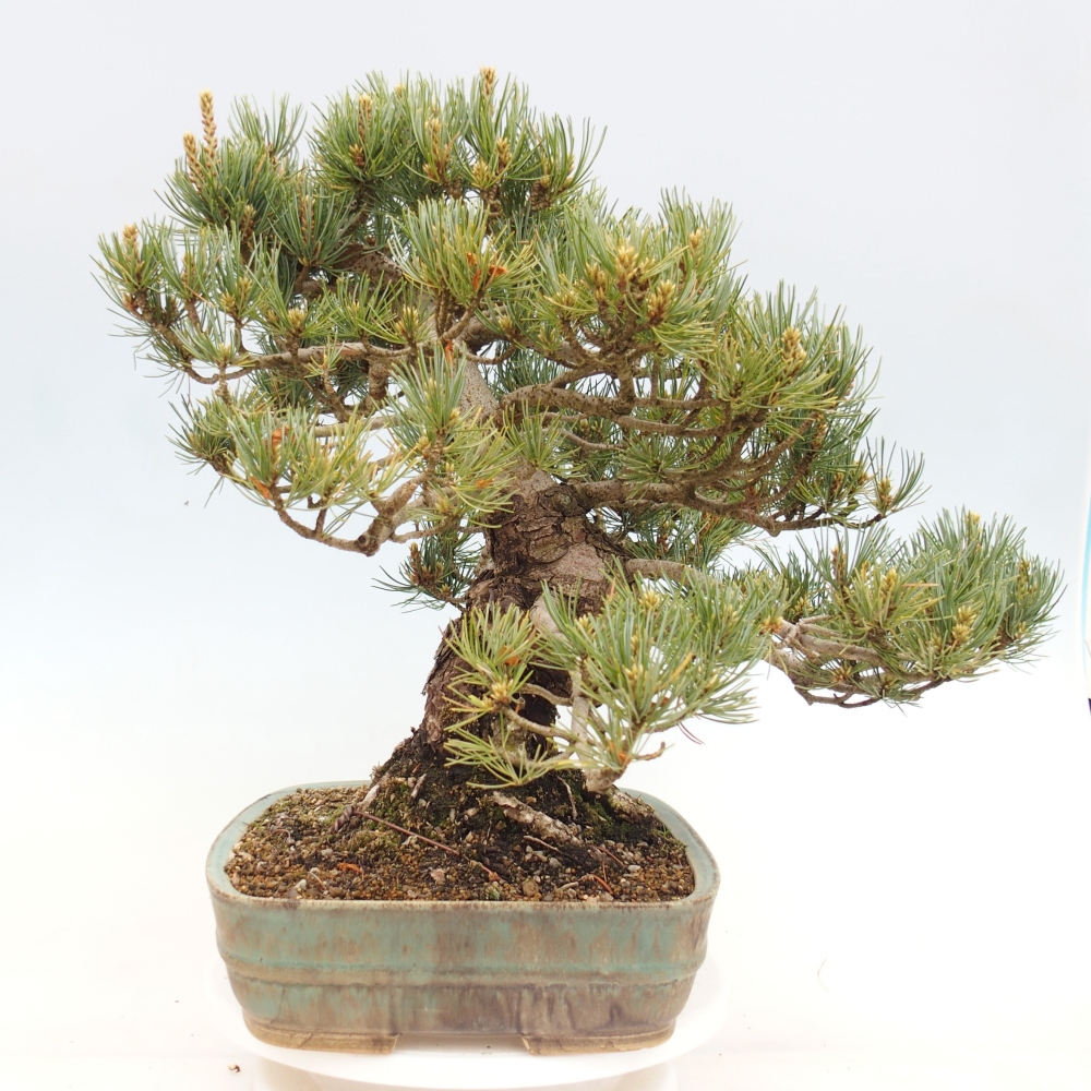 Bonsai da esterno - Pinus parviflora - Pinus parviflora