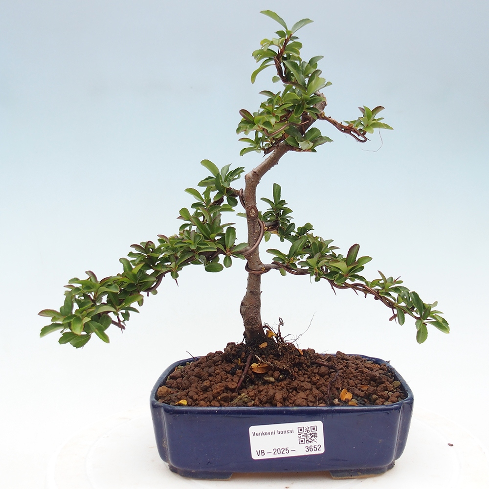 Bonsai da esterno-Pyracantha Teton -Hlox