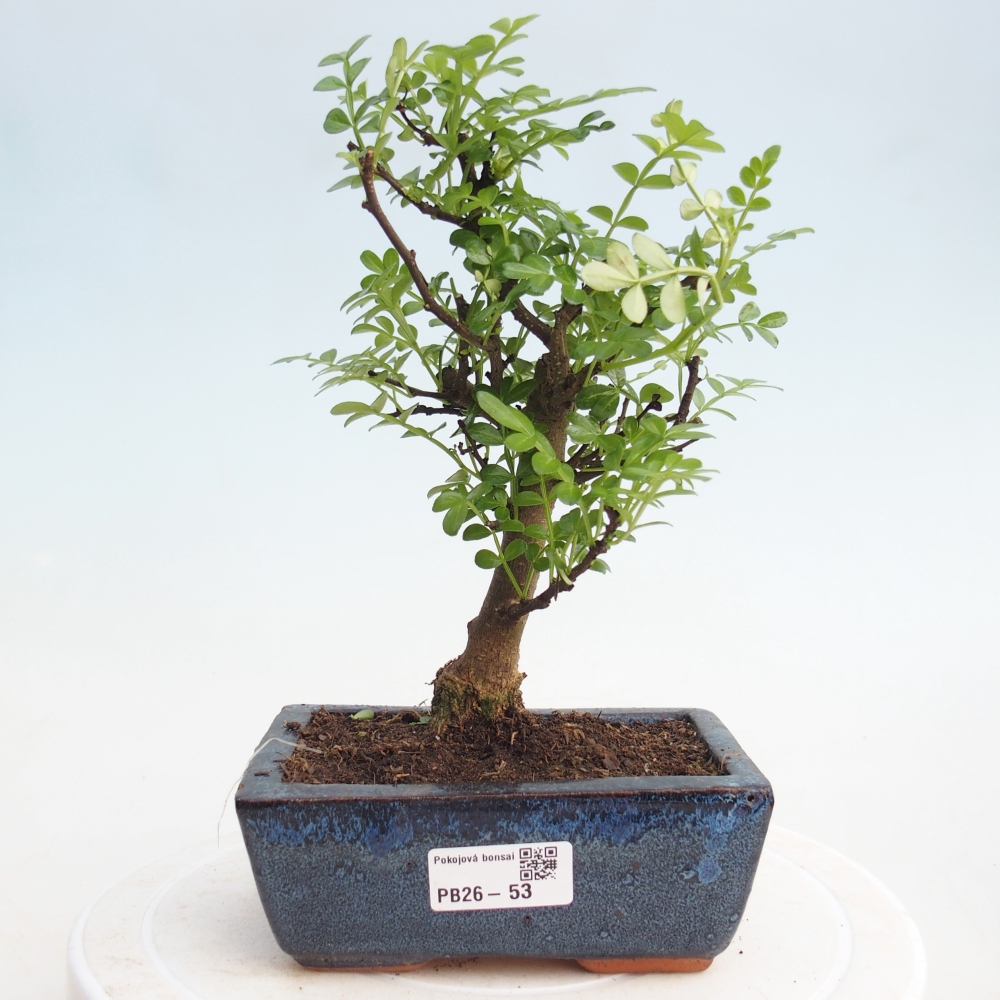 Camera bonsai - Zantoxylum piperitum - albero del pepe