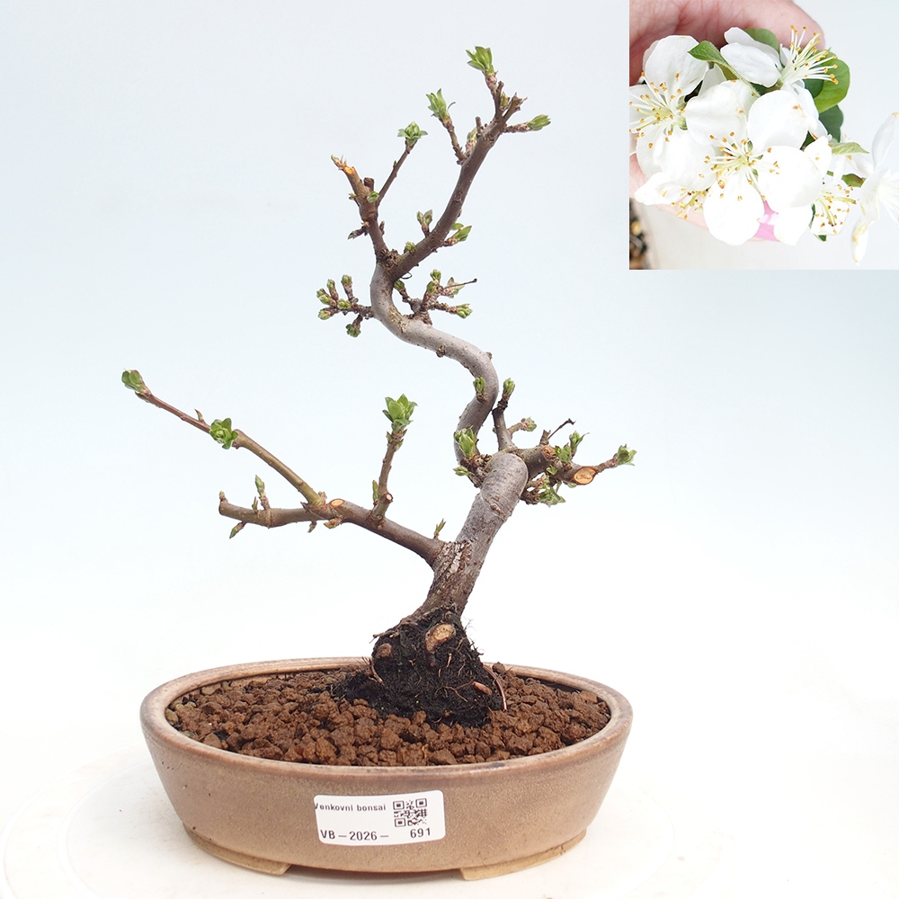 Bonsai da esterno - Malus sargentii - Melo a frutto piccolo