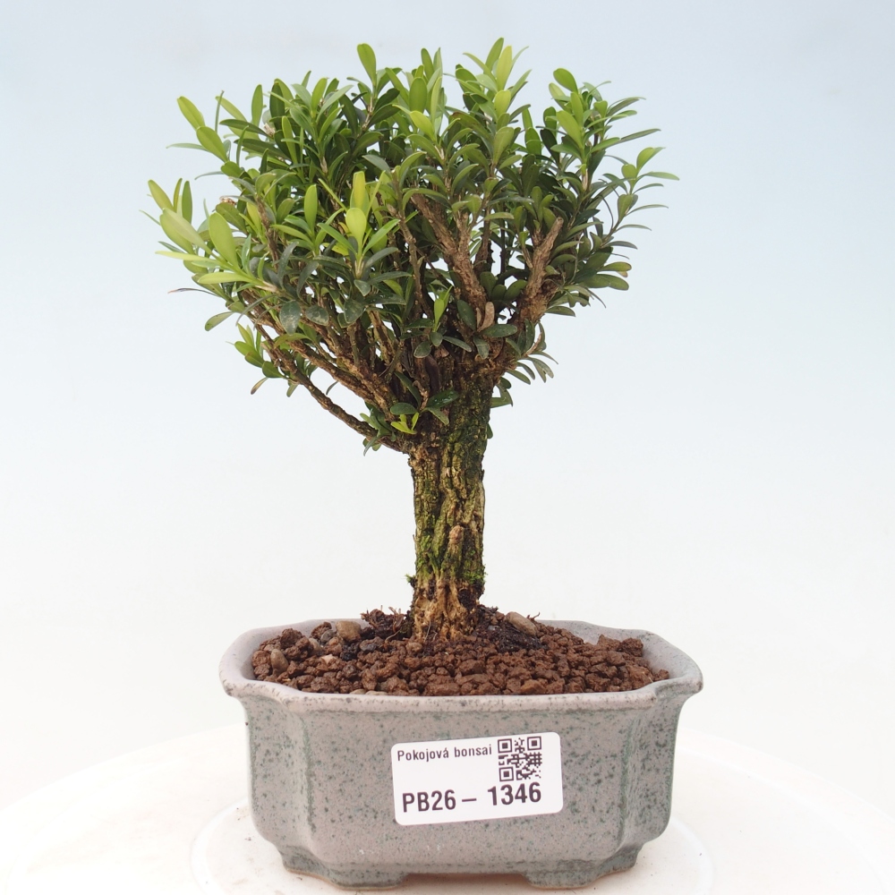 Camera bonsai - Buxus harlandii - buxus da sughero