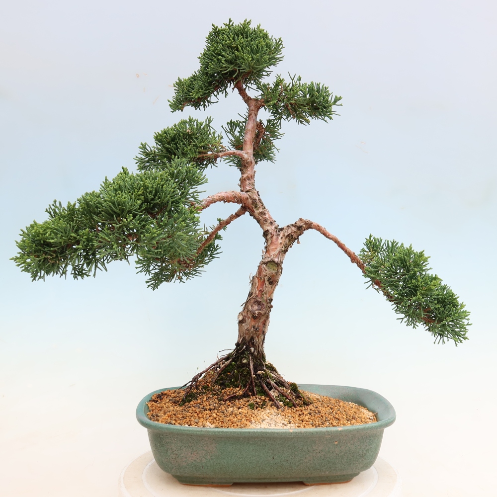 Bonsai da esterno - Juniperus chinensis Kishu