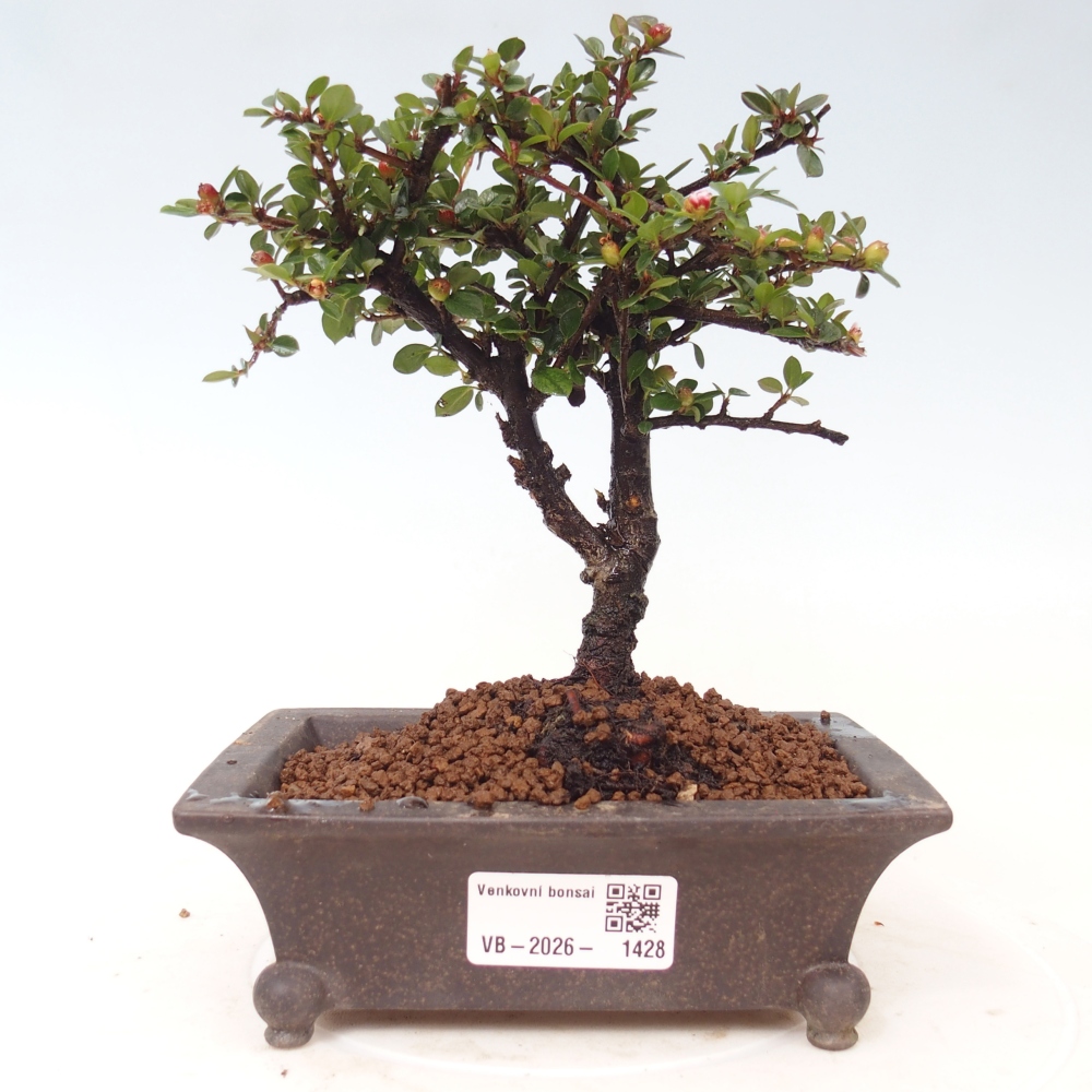 Bonsai da esterno - Cotoneaster horizontalis - Montagna rocciosa