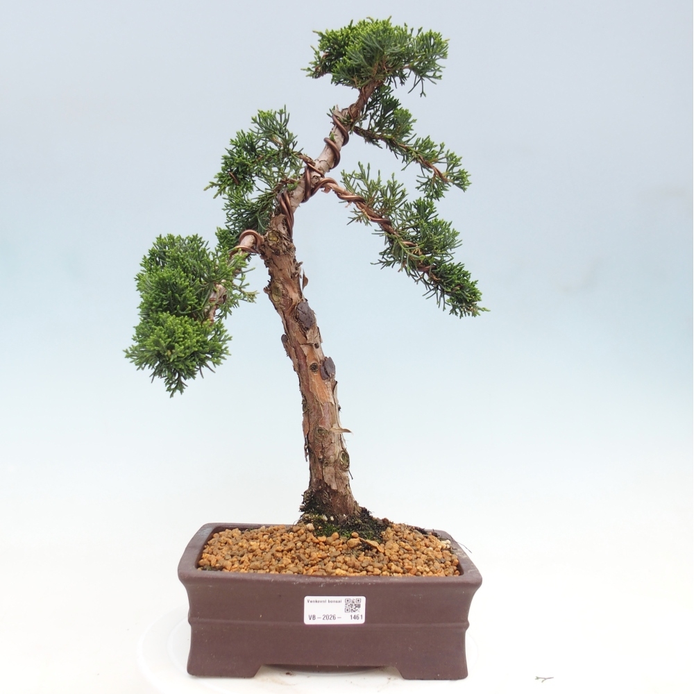 Bonsai da esterno - Juniperus chinensis Kishu