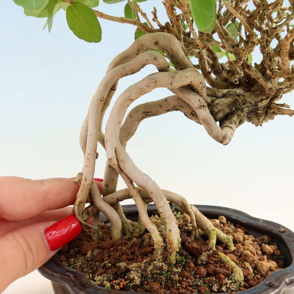 Bonsai da interno - Premna serratifolia - Kozlovna malolista