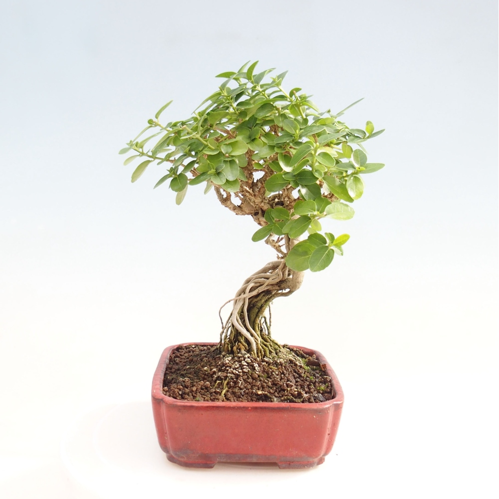 Bonsai da interno - Premna serratifolia - Kozlovna malolista