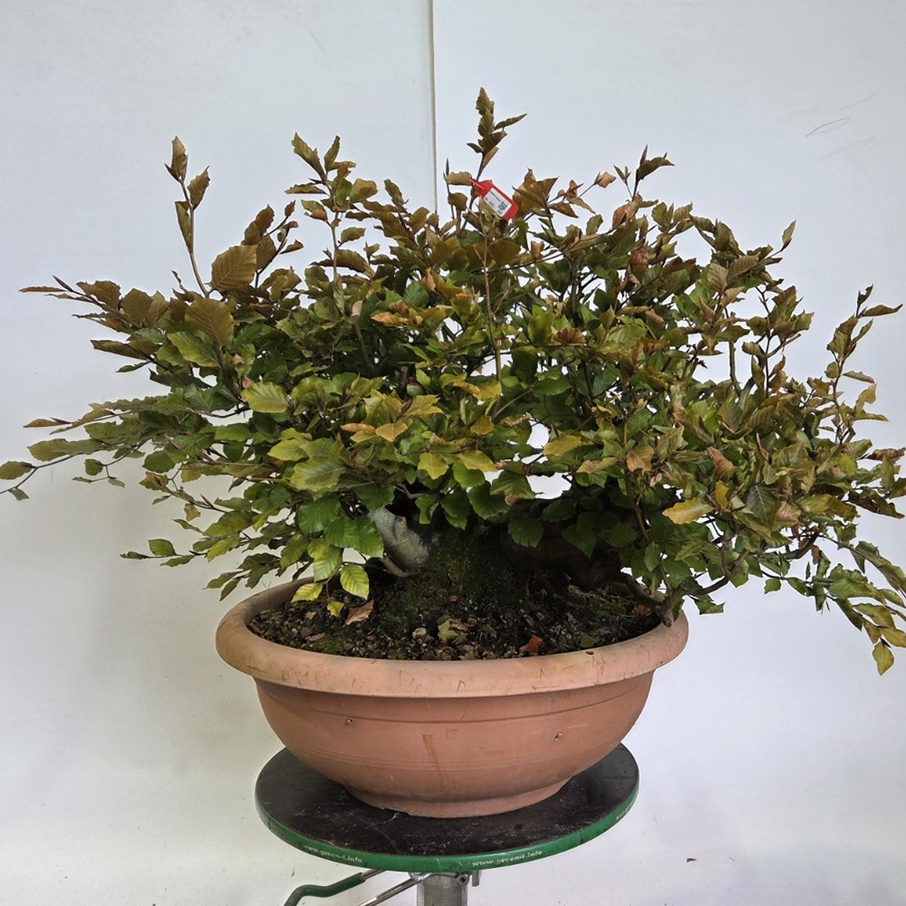 Bonsai da esterno-Fagus sylvatica