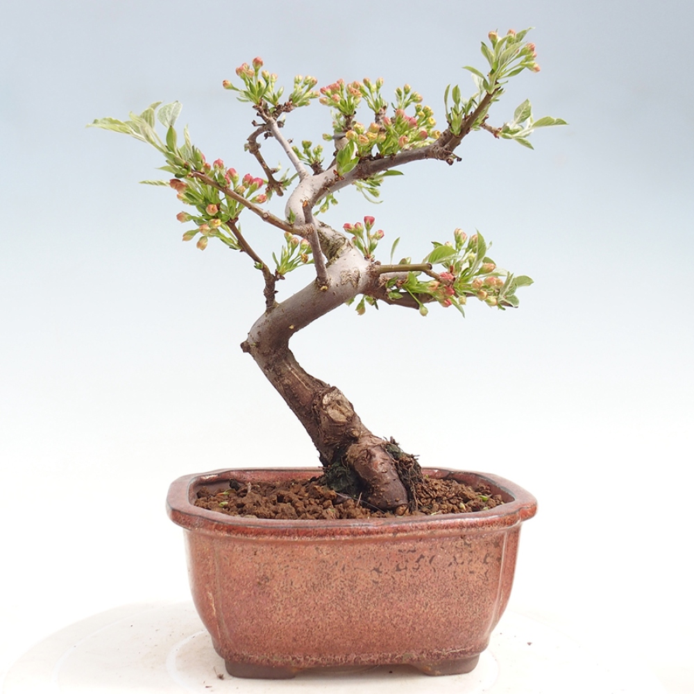 Bonsai da esterno - Malus sargentii - Melo a frutto piccolo