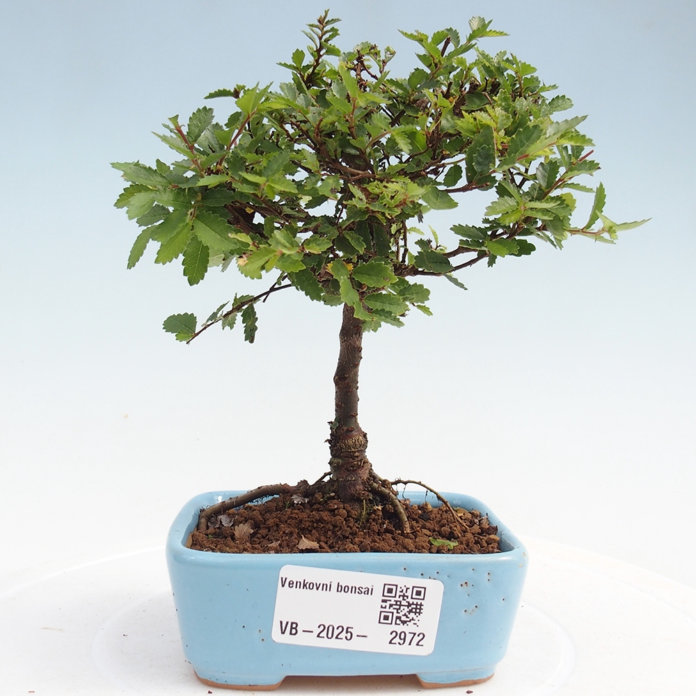Bonsai da esterno - Ulmus parvifolia Sagei - Olmo a foglie piccole