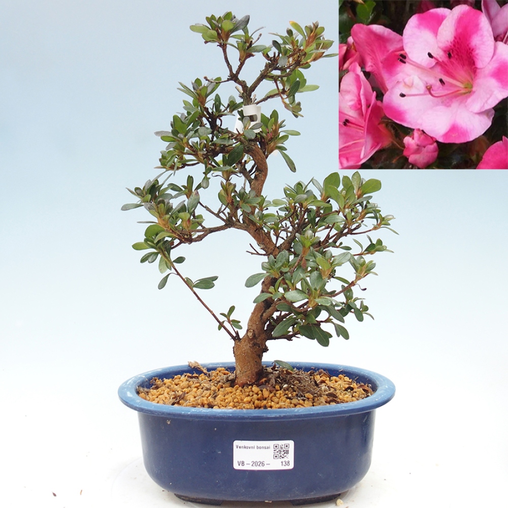 Bonsai da esterno - Azalea giapponese - Azalea Kobai