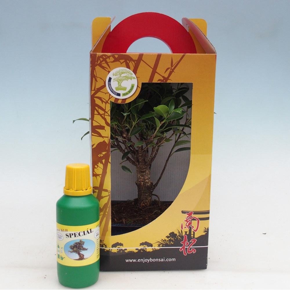 Bonsai da camera in confezione regalo Ficus retusa - Ficus a foglie piccole