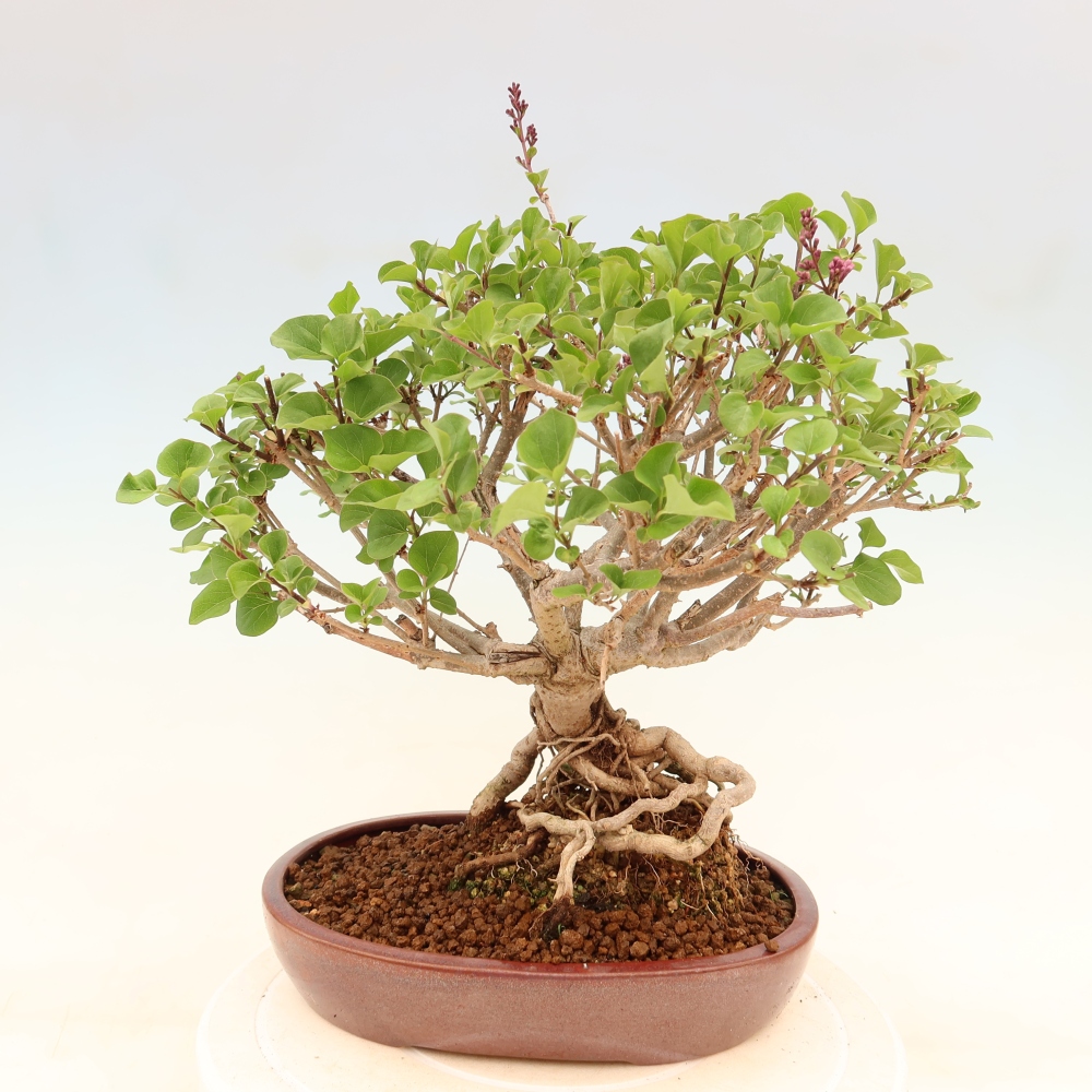 Bonsai da esterno - Syringa microphylla - lillà a fiore piccolo